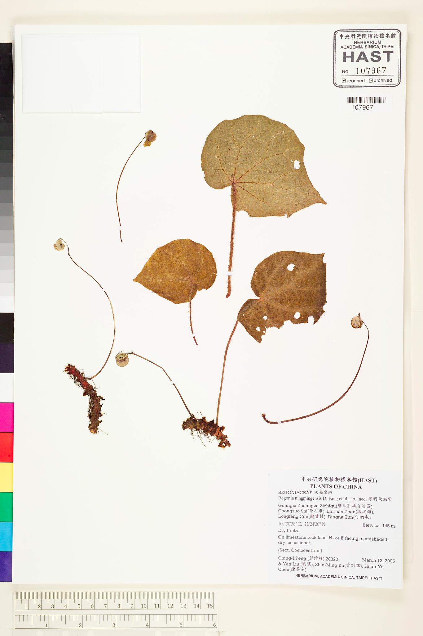 Sample image for viewer