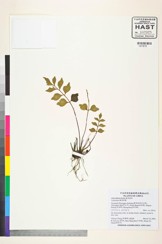 <Unit #56301 Peng, Ching-I | 彭鏡毅 | 20328:: | Asplenium>