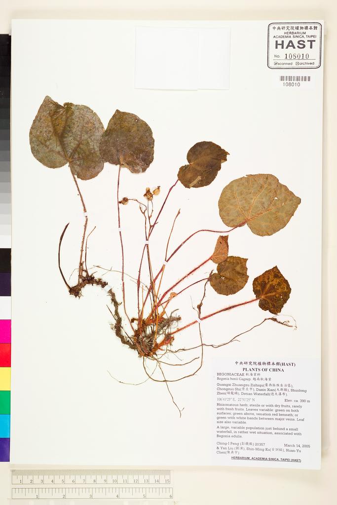 <Unit #55676 Peng, Ching-I | 彭鏡毅 | 20357:: | Begonia bonii Gagnep.>