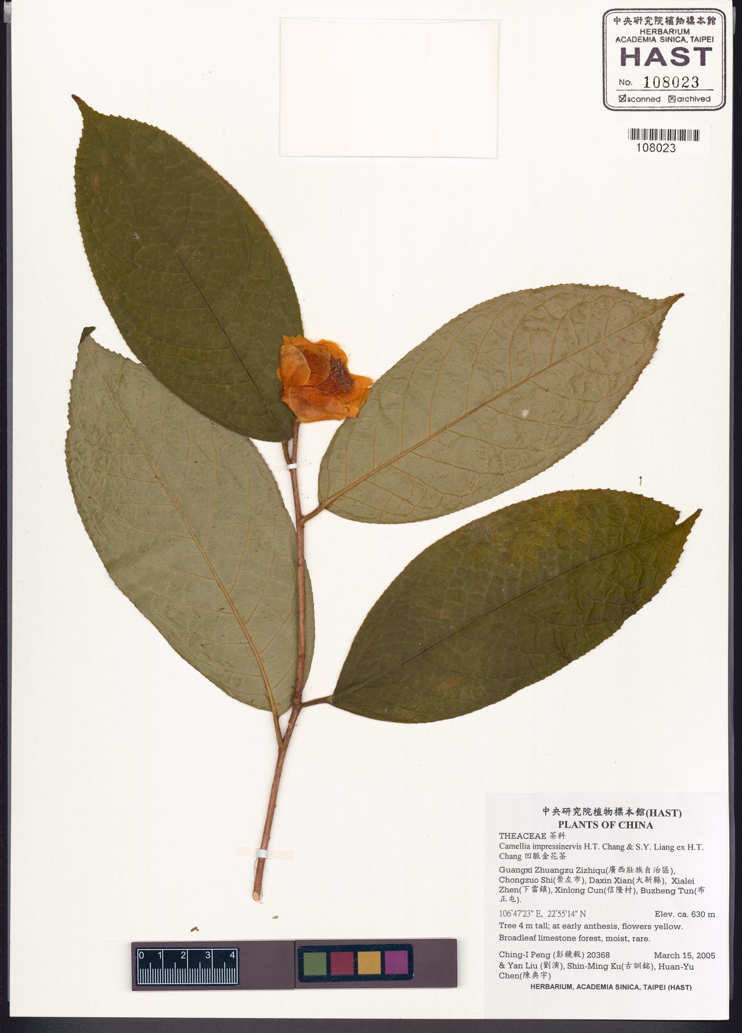 Sample image for viewer