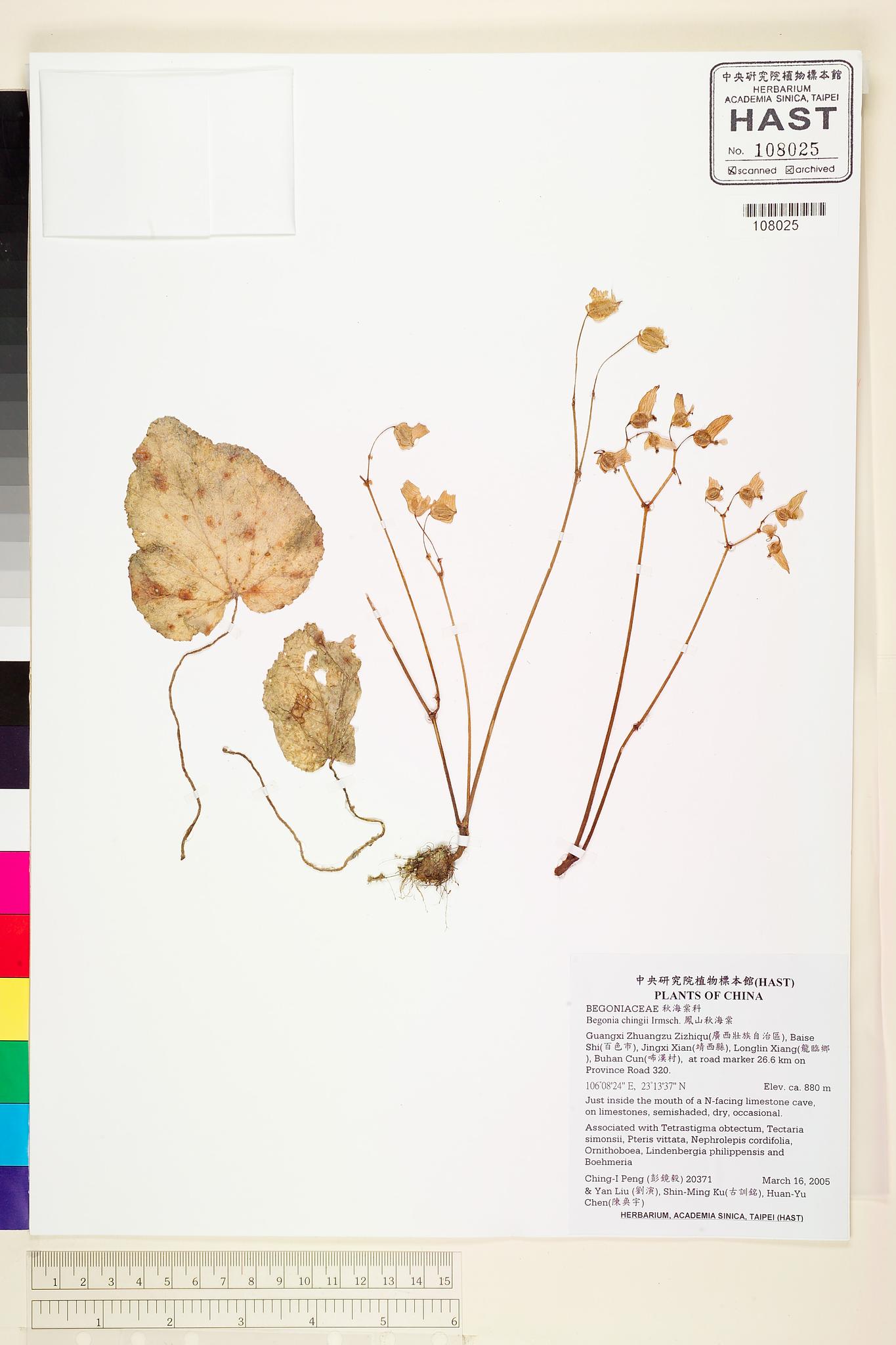 Sample image for viewer