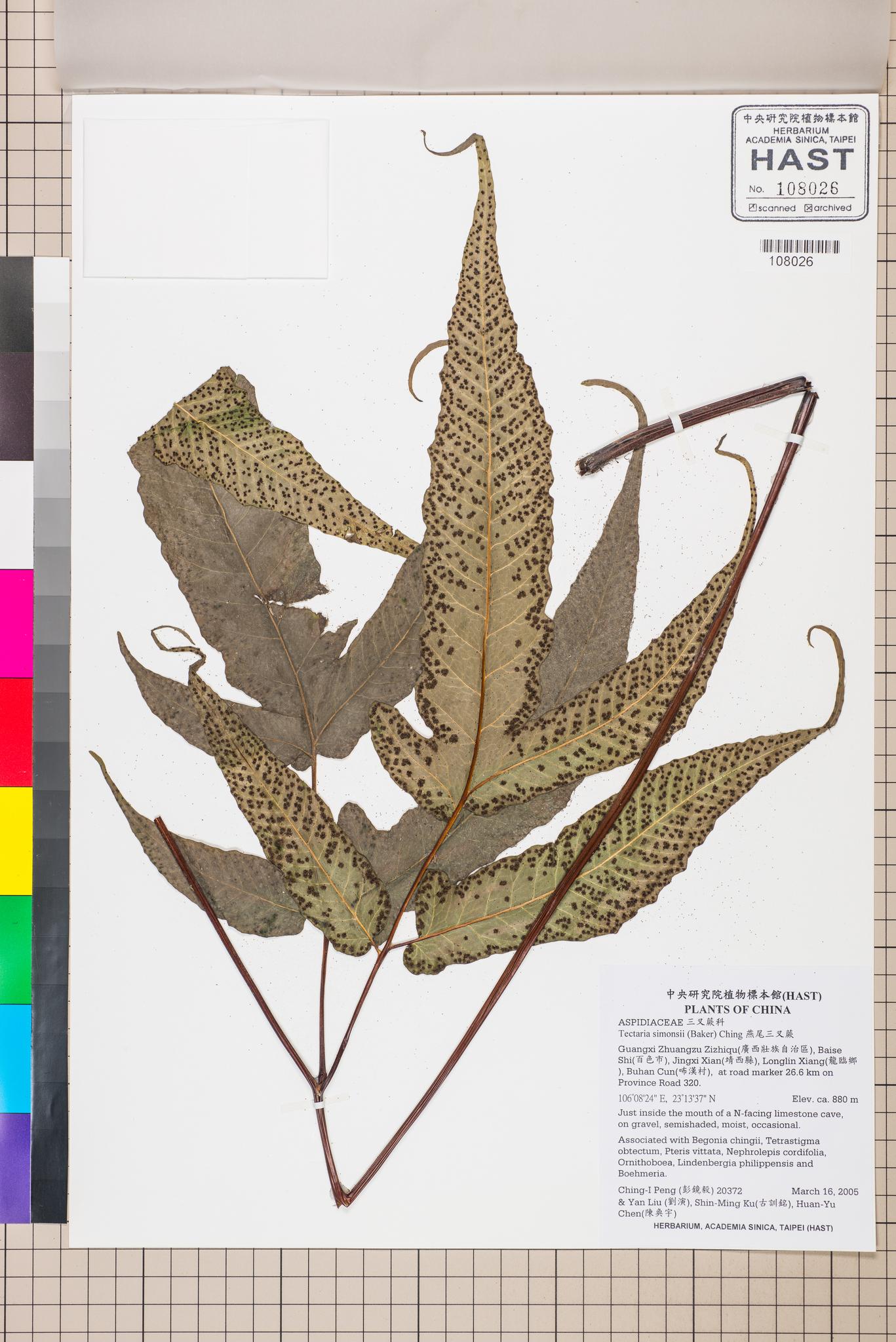 Sample image for viewer