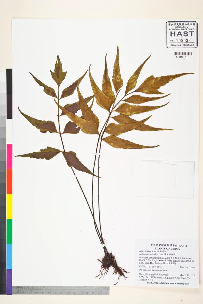 <Unit #56127 Peng, Ching-I | 彭鏡毅 | 20381:: | Asplenium polyodon G. Forst>