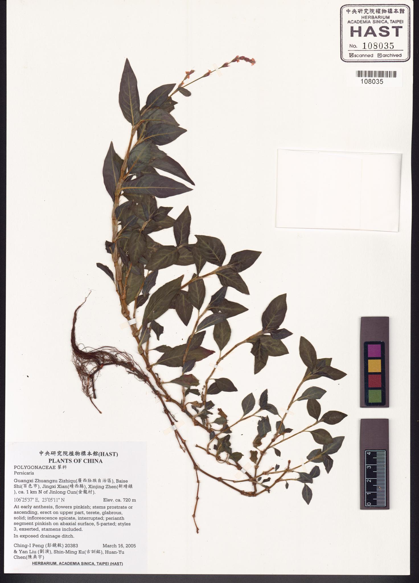 Sample image for viewer