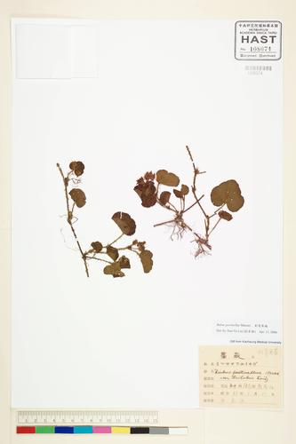 Rubus pectinellus Maxim.