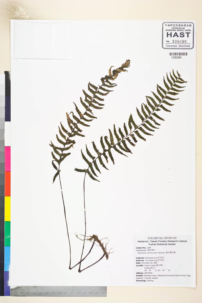 <Unit #56916 Lee, Pei-hsuan | 李沛軒 | 2281:: | Asplenium cataractarum Rosenst.>