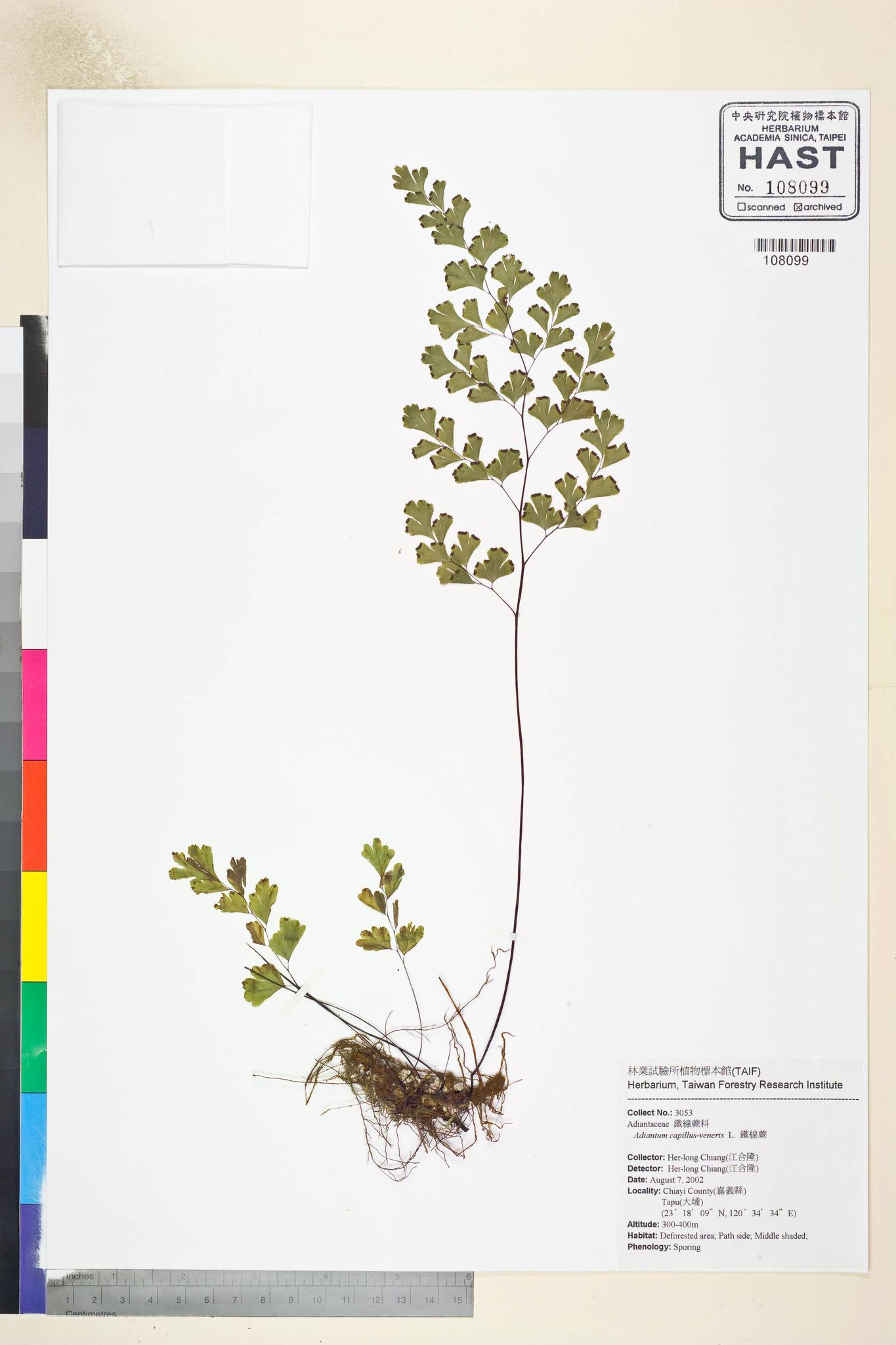 Sample image for viewer