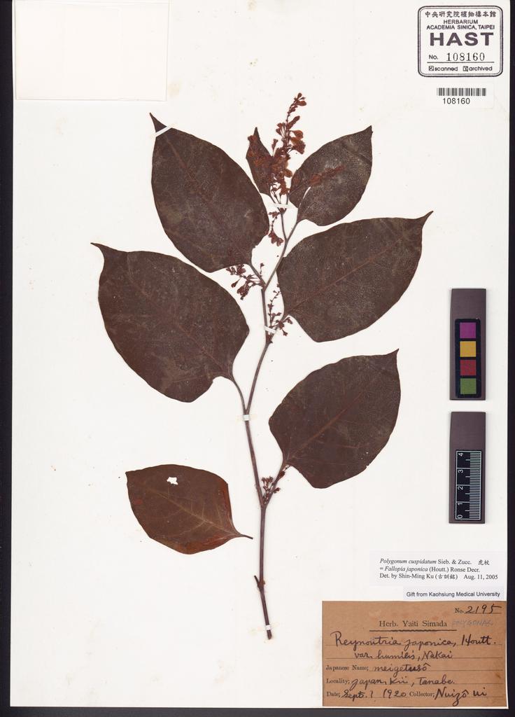 <Unit #121644  | 2195:: | Polygonum cuspidatum Sieb. & Zucc.>