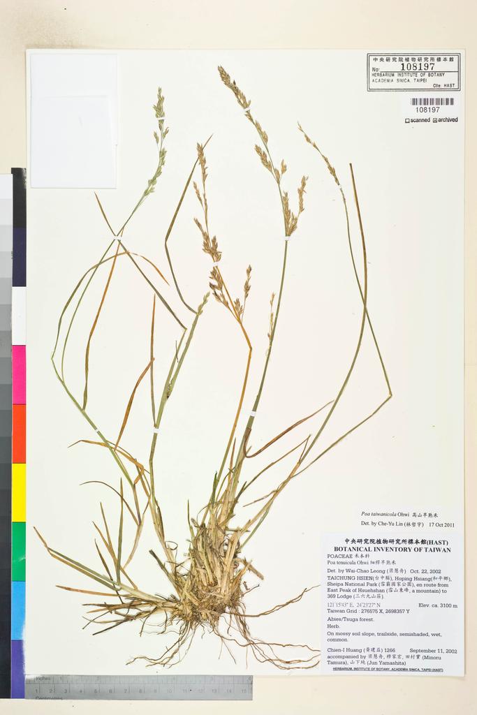 <Unit #44127 Huang, Chien-I | 黃建益 | 1266:: | Poa taiwanicola Ohwi>