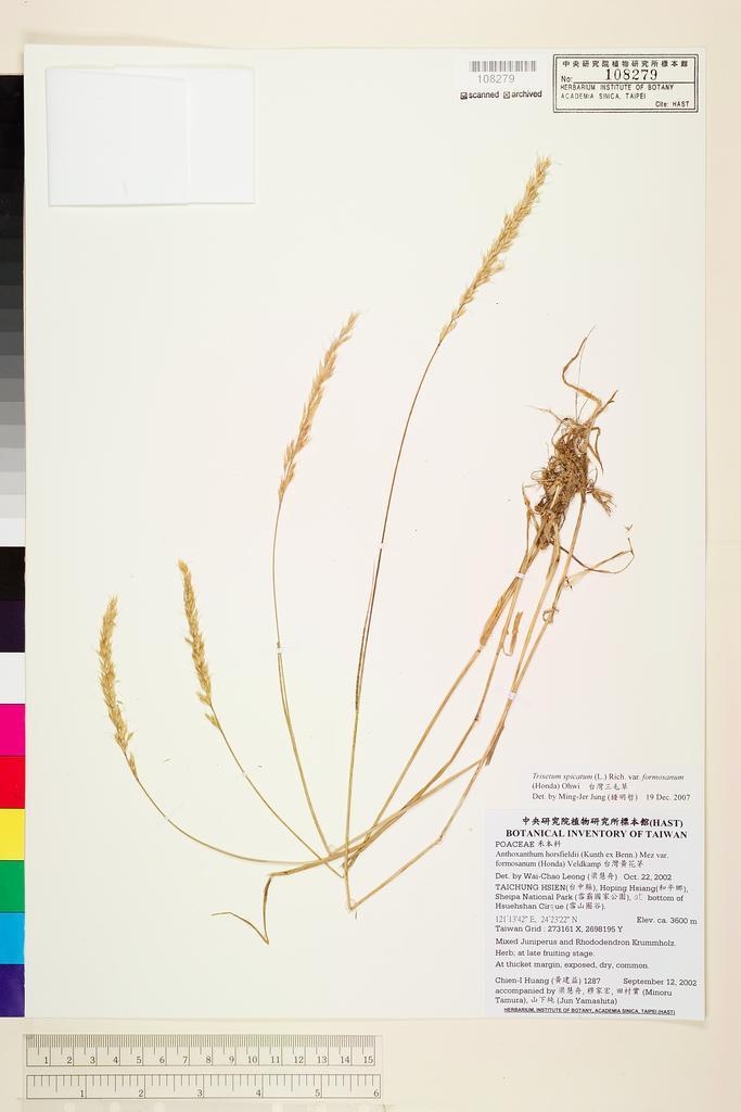 <Unit #41102 Huang, Chien-I | 黃建益 | 1287:: | Trisetum spicatum (L.) Rich. var. formosanum (Honda) Ohwi>