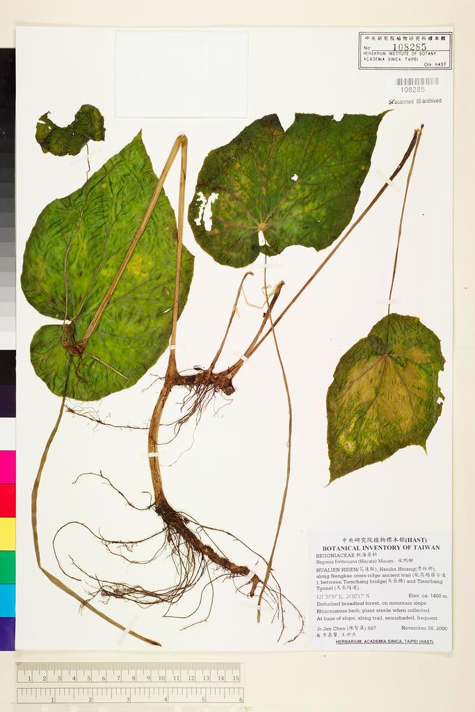 <Unit #58962 Chen, Jr-Jen | 陳智真 | 567:: | Begonia formosana (Hayata) Masam.>