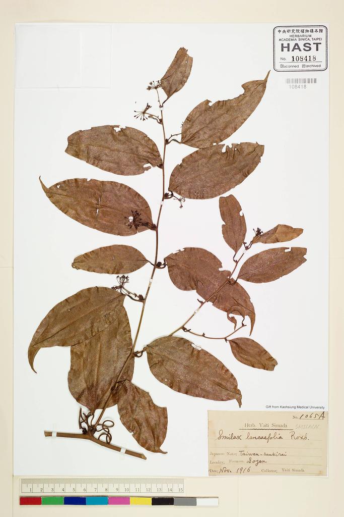 <Unit #60251 Simada, Yaiti | 島田彌市 | 1065A:: | Smilax lanceifolia Roxb.>