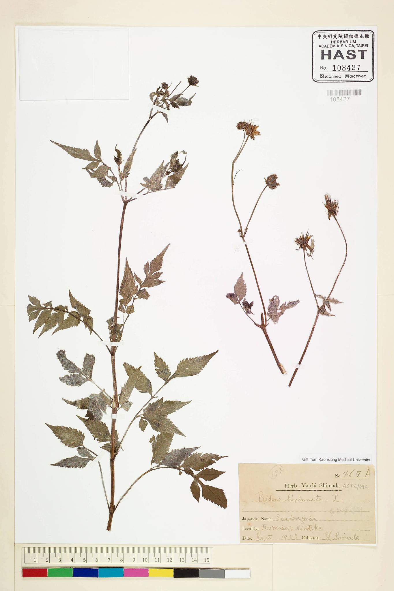 Sample image for viewer