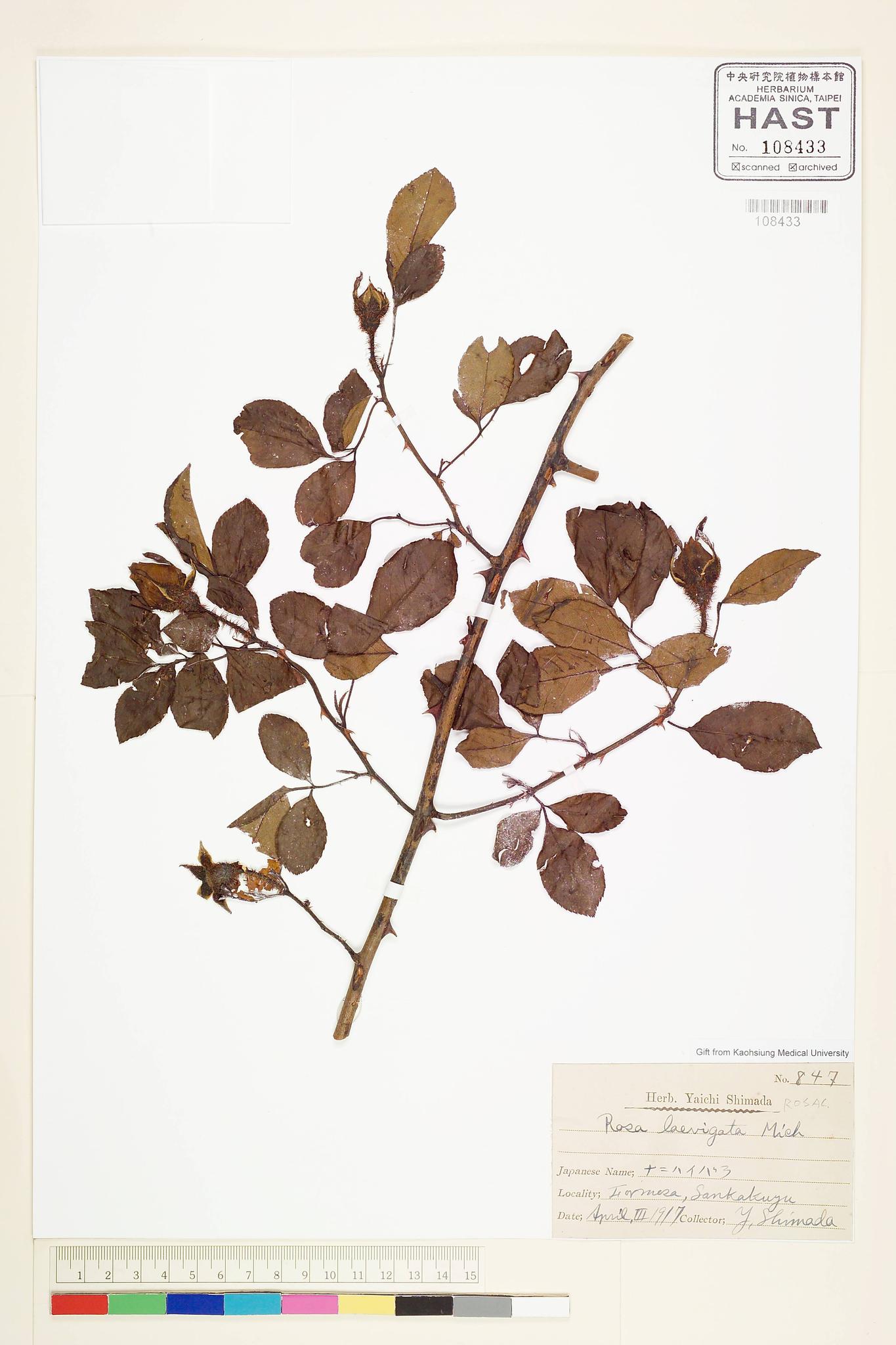 Sample image for viewer