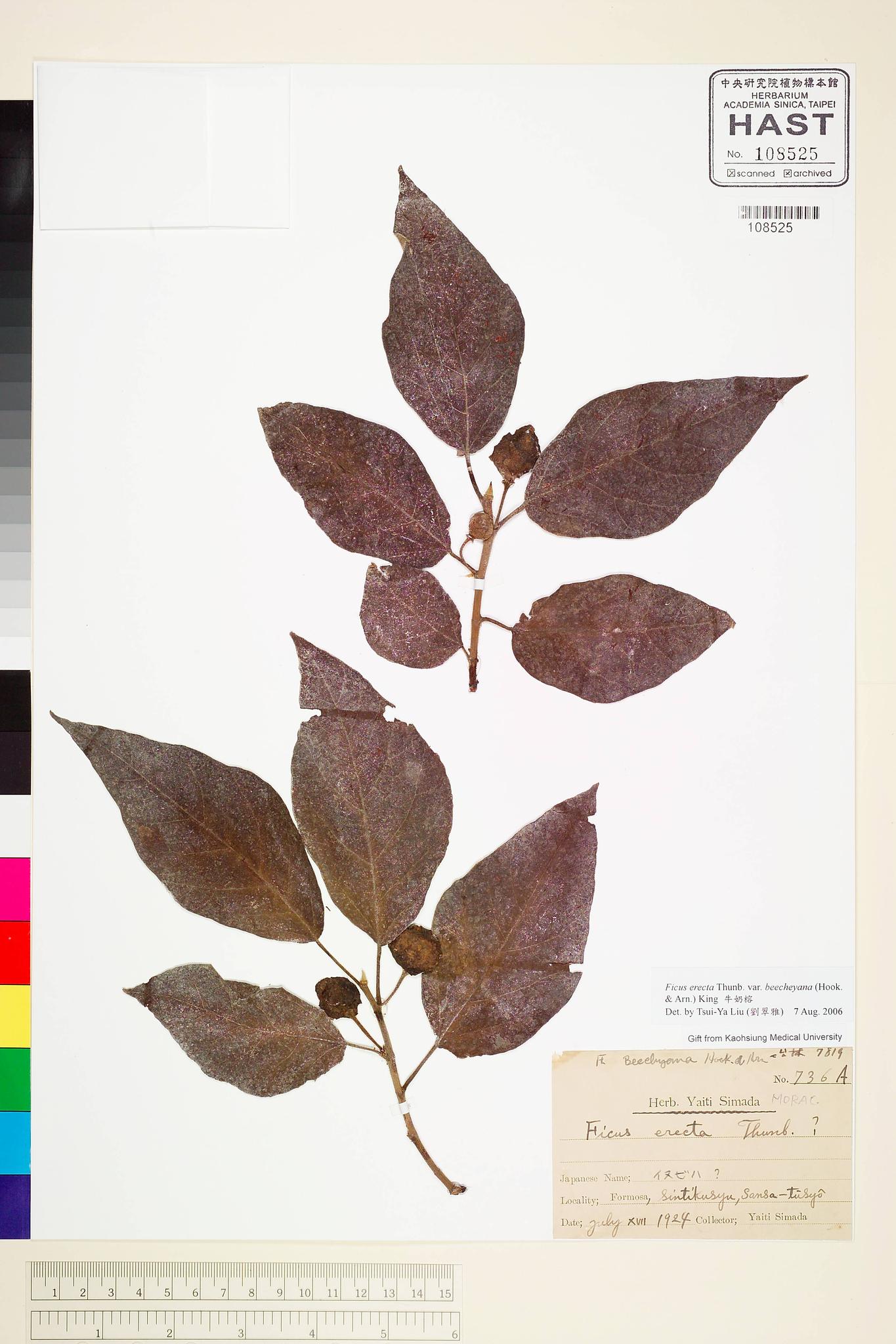 Sample image for viewer