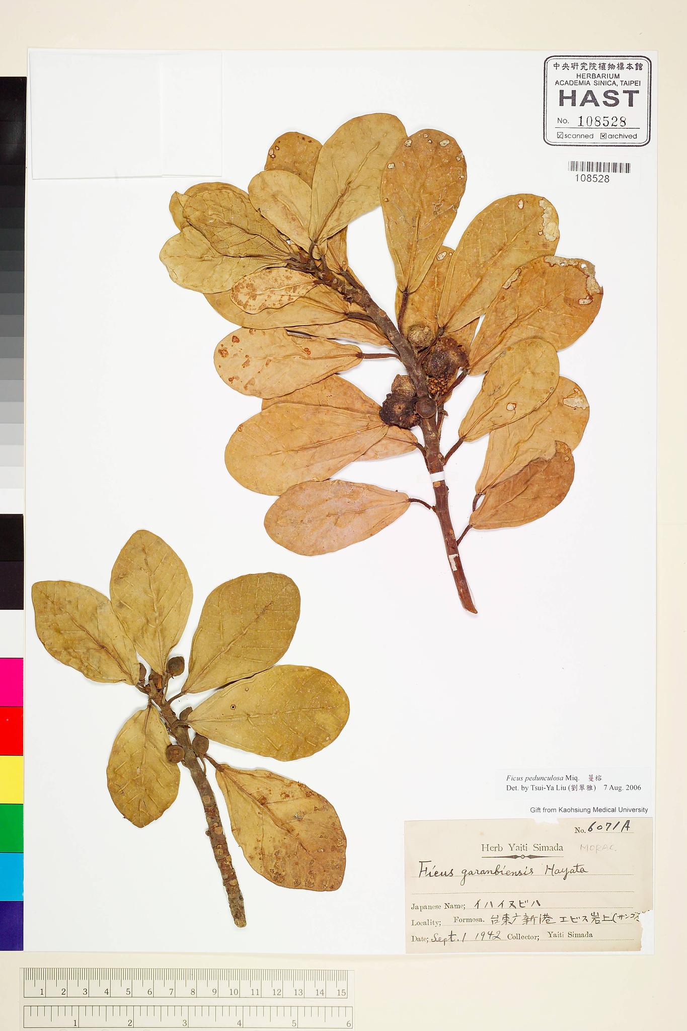 Sample image for viewer