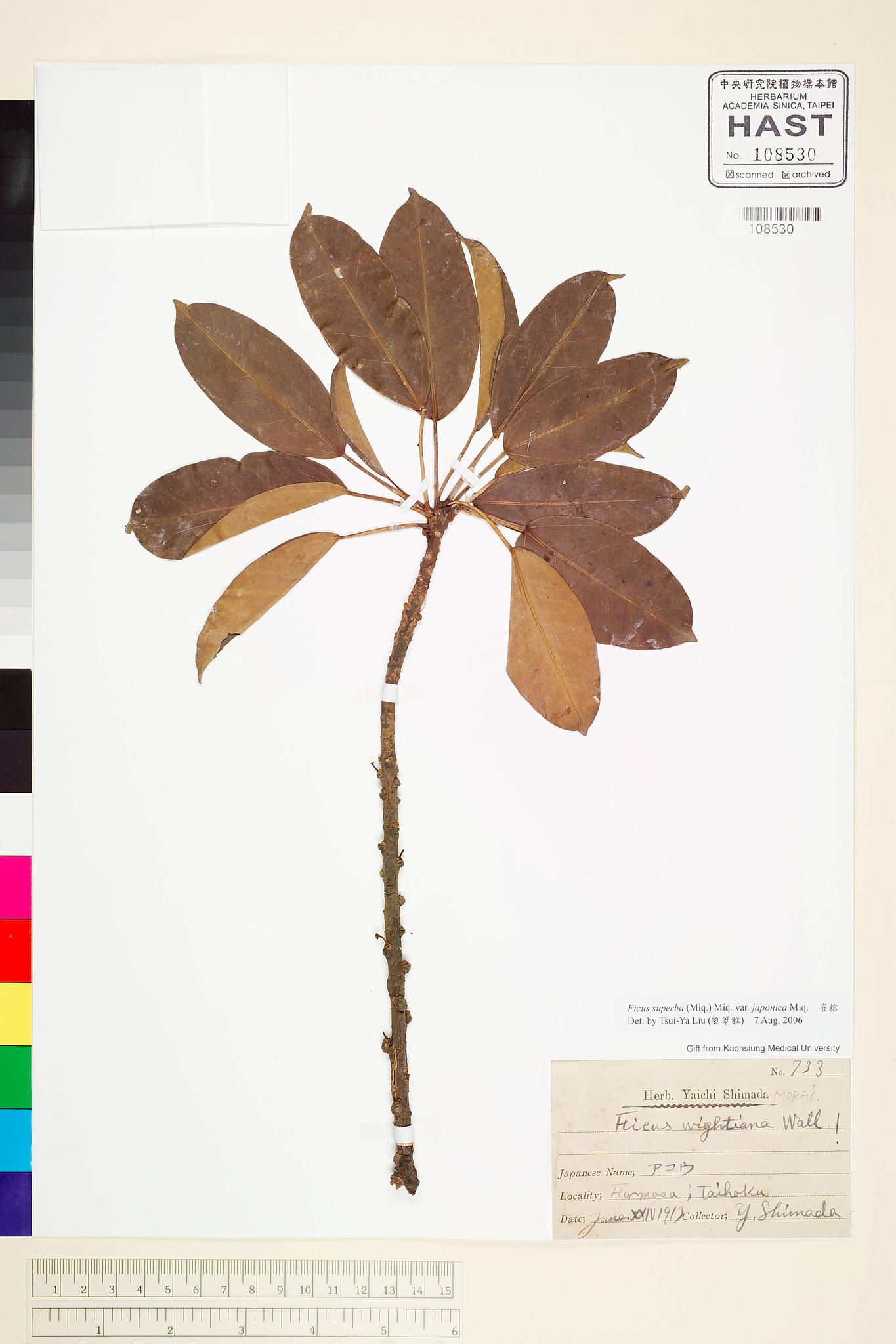 Sample image for viewer