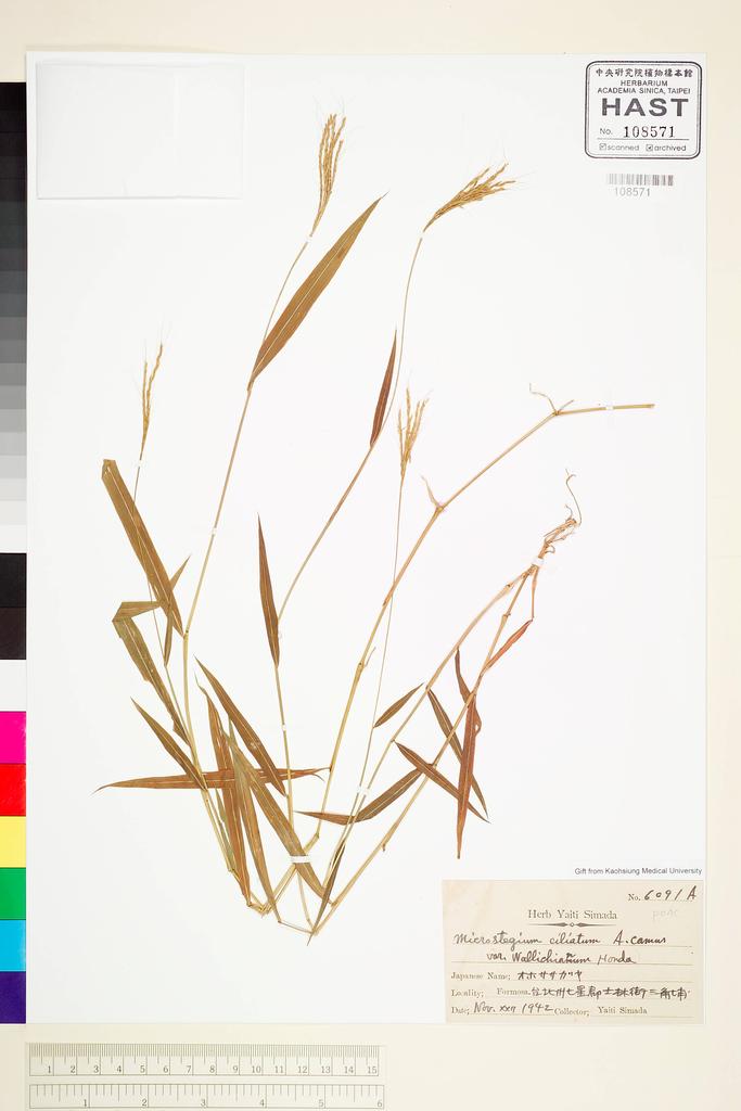 <Unit #64007 Simada, Yaiti | 島田彌市 | 6091A:: | Microstegium ciliatum (Trin.) A. Camus>