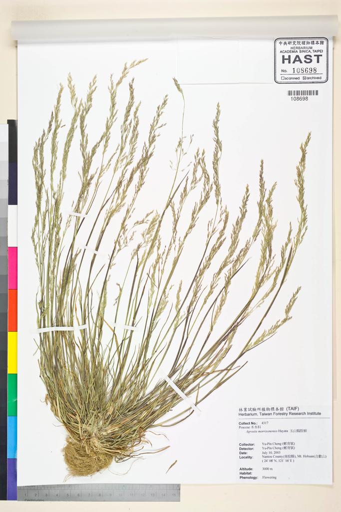 <Unit #58076 Cheng, Yu-pin | 鄭育斌 | 4320:: | Agrostis morrisonensis Hayata>