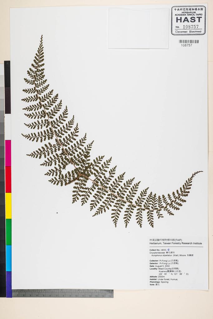 <Unit #58055 Lu, Pi-Fong | 呂碧鳳 | 4633-1::-4 | Acrophorus macrocarpus Ching>