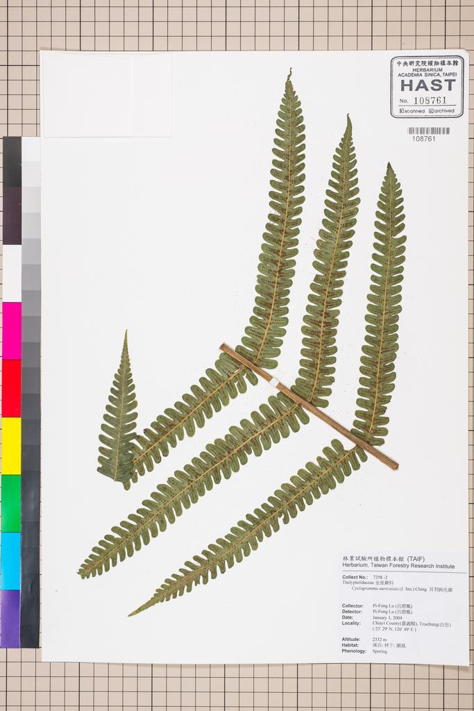 <Unit #58061 Lu, Pi-Fong | 呂碧鳳 | 7258-1::-2 | Cyclosorus auriculata (J. Sm.) C. M. Kuo>