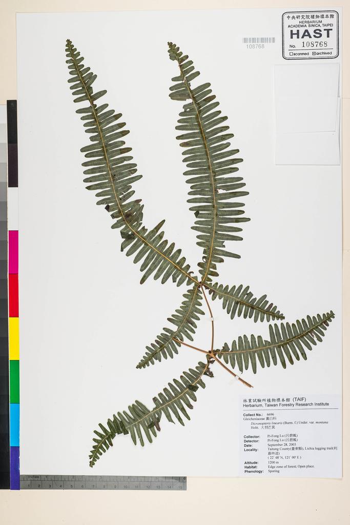 <Unit #58128 Lu, Pi-Fong | 呂碧鳳 | 6696:: | Dicranopteris linearis (Burm. f.) Underw. var. montana Holtt.>