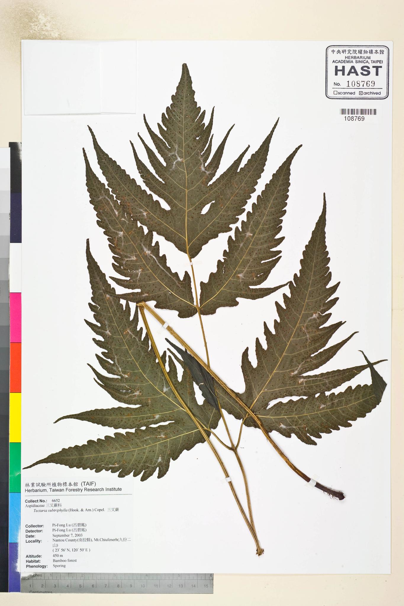 Sample image for viewer