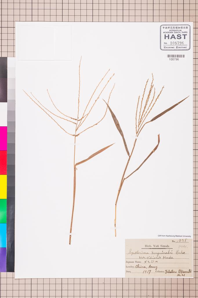 <Unit #115710  | 21:: | POACEAE>