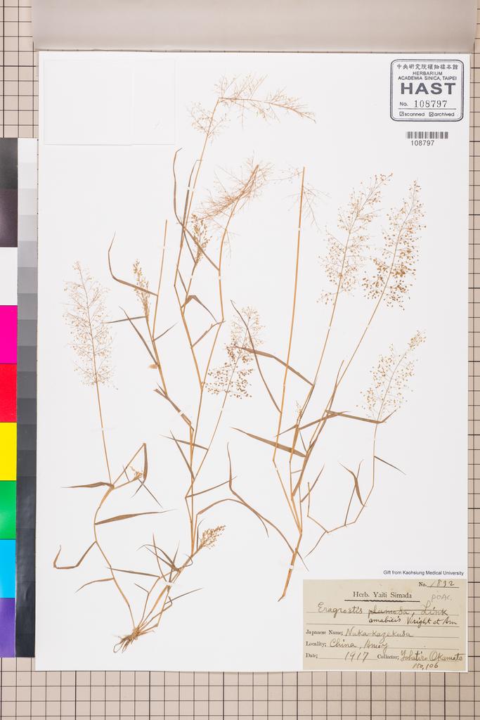 <Unit #110180  | 1832:: | Eragrostis amabilis (L.) Wight & Arn. ex Nees>