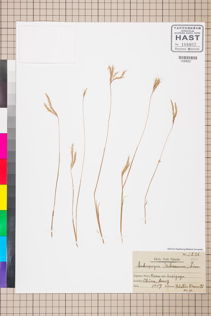 <Unit #115063  | 12:: | Andropogon>