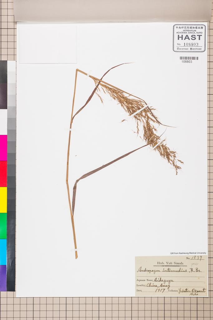 <Unit #115057  | 20:: | Andropogon>