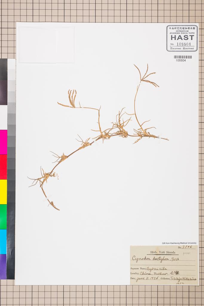 <Unit #108790  | 3106:: | Cynodon dactylon (L.) Pers.>