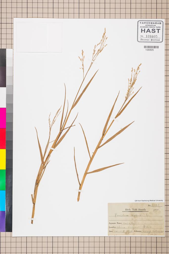 <Unit #112432  | 35:: | Panicum repens L.>