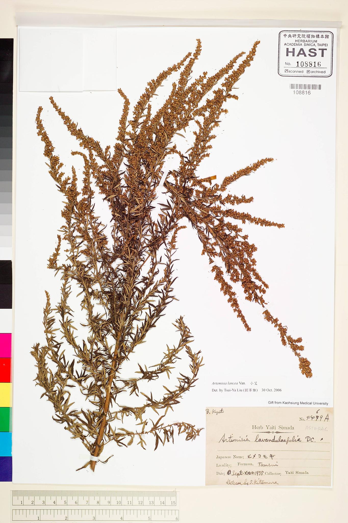 Sample image for viewer