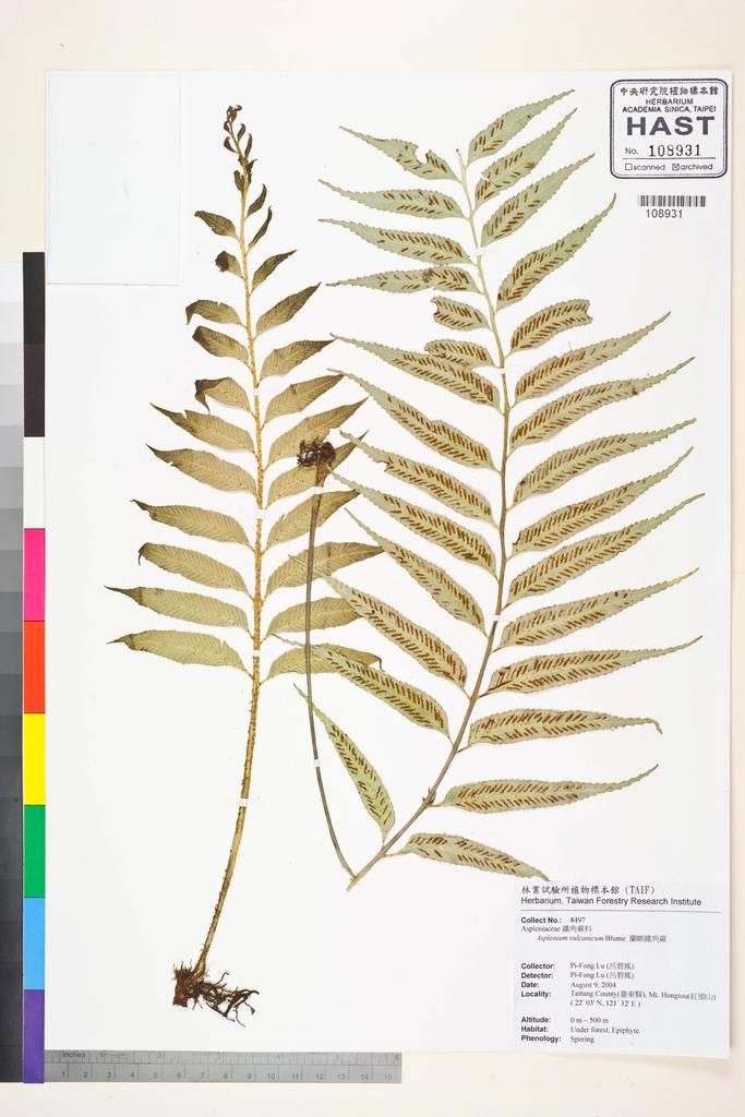 <Unit #58757 Lu, Pi-Fong | 呂碧鳳 | 8497:: | Asplenium vulcanicum Bl.>