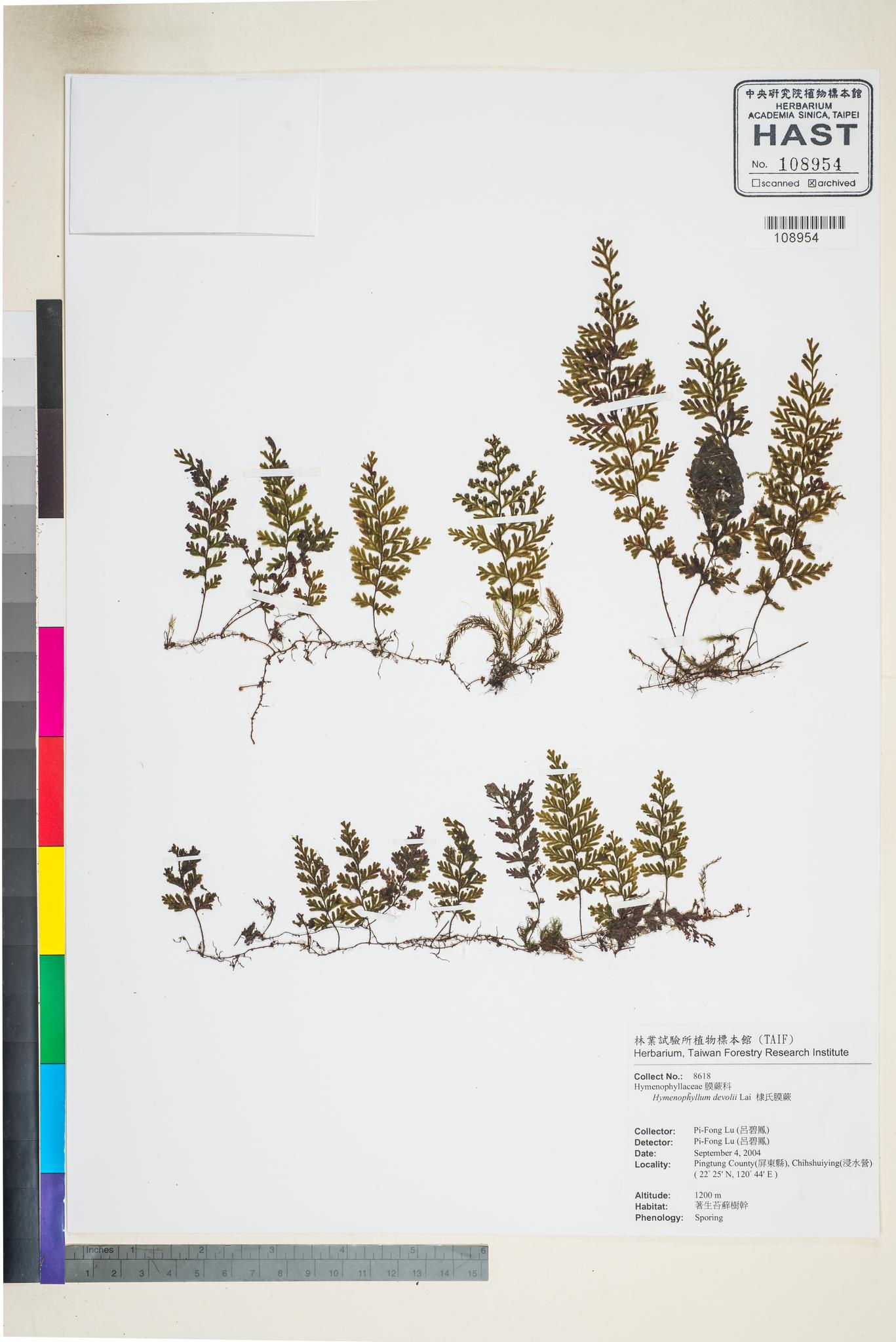 Sample image for viewer