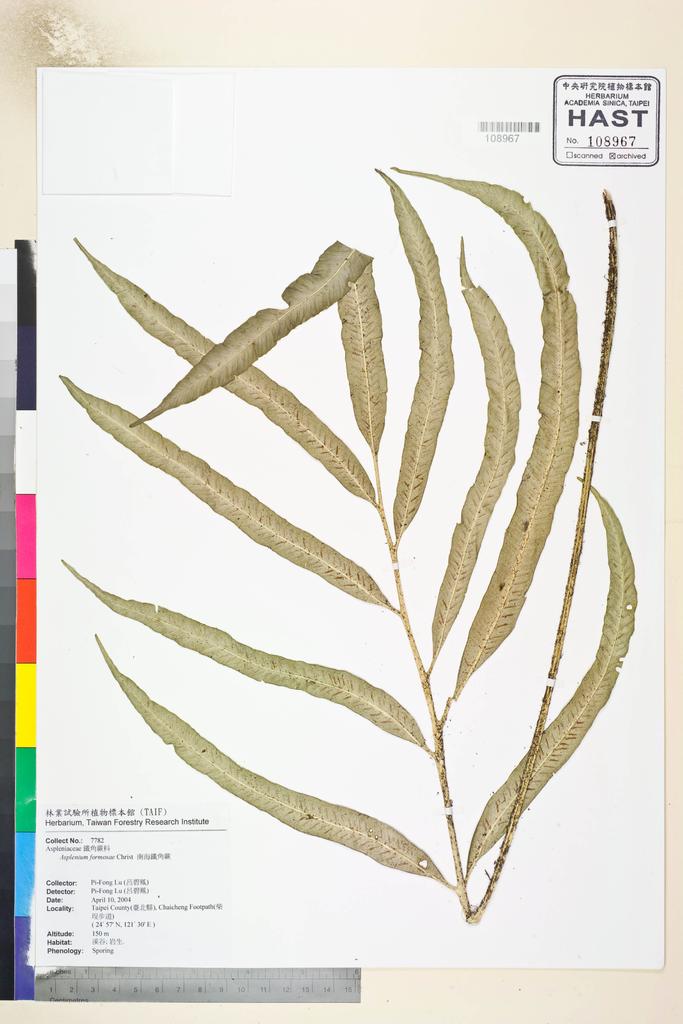<Unit #58737 Lu, Pi-Fong | 呂碧鳳 | 7782:: | Asplenium formosae Christ>