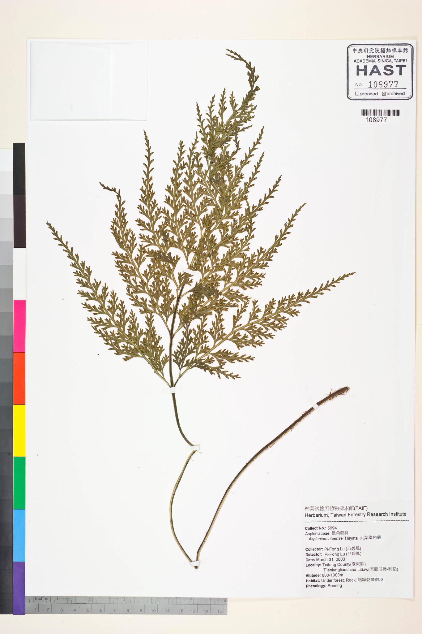Specimen image
