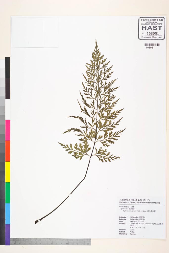 <Unit #58827 Lu, Pi-Fong | 呂碧鳳 | 7291:: | Asplenium wilfordii Mett. ex Kuhn.>