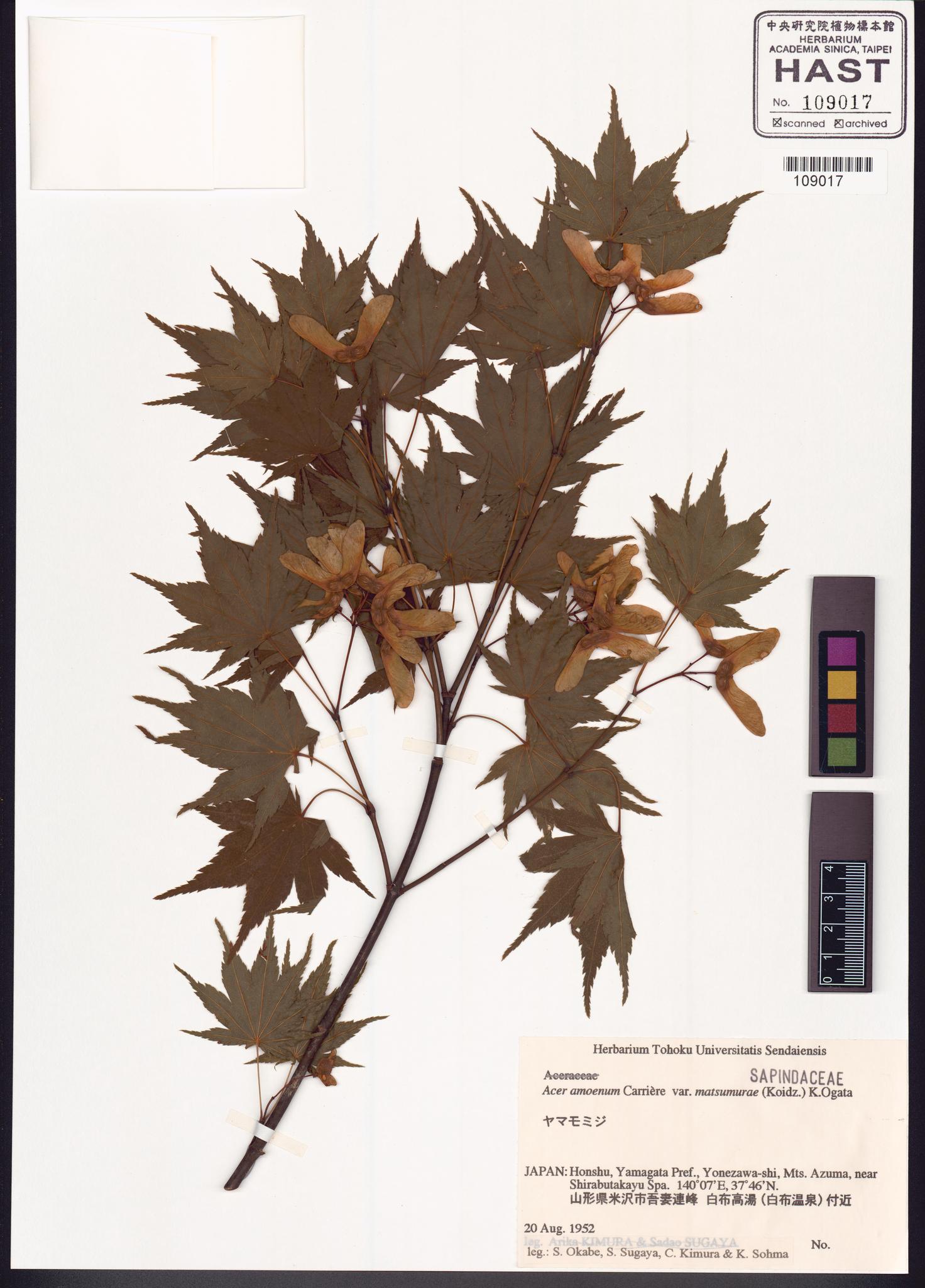 Sample image for viewer