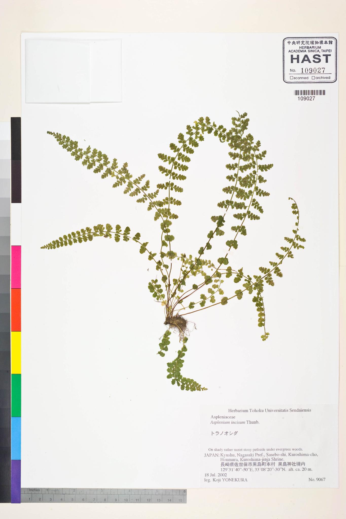 Sample image for viewer