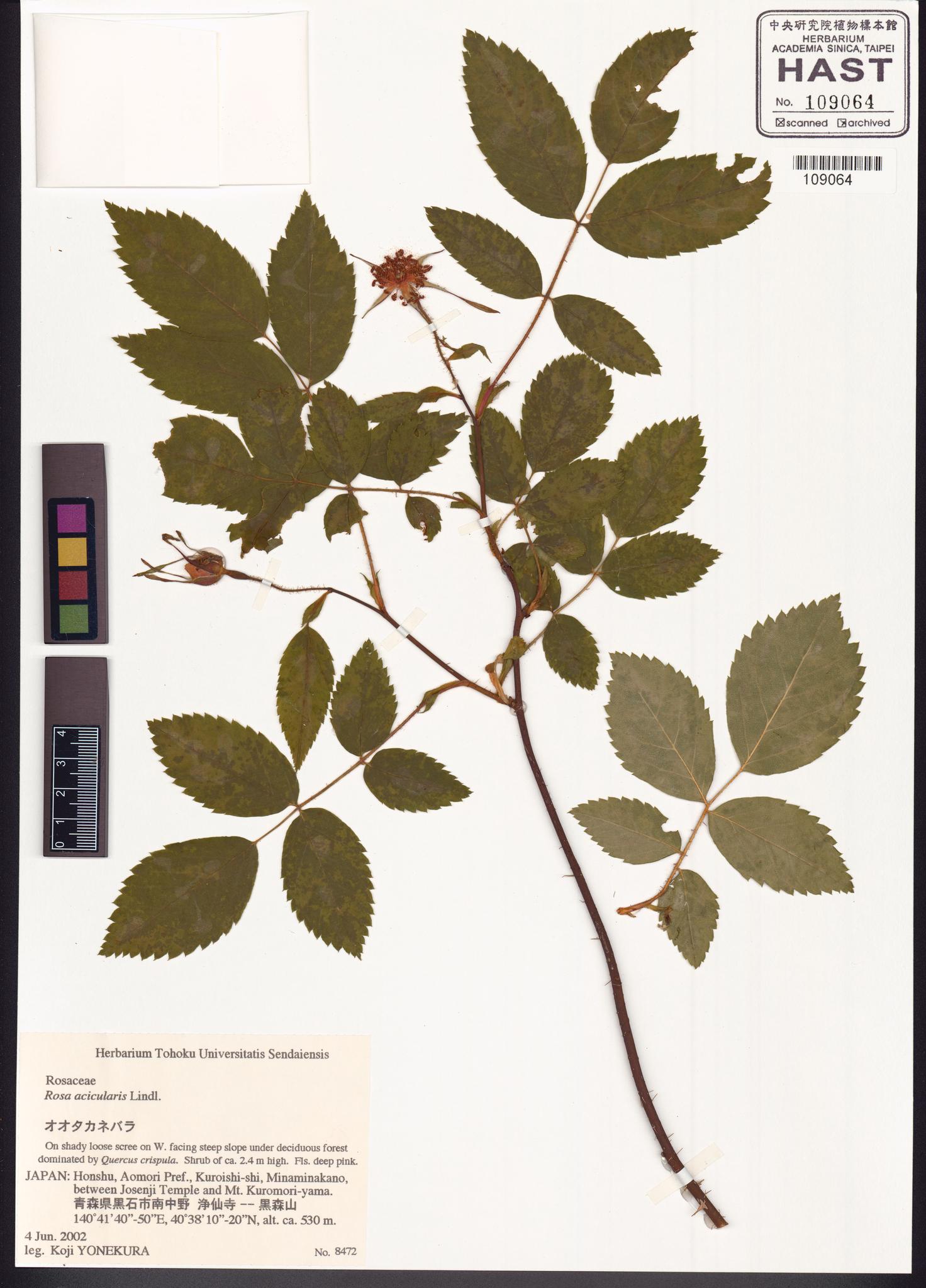 Sample image for viewer