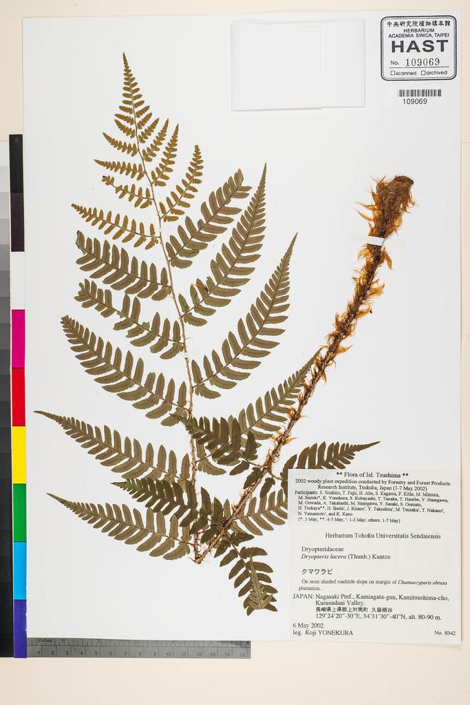<Unit #128369 Yonekura, Koji |  | 8342:: | Dryopteris lacera (Thunb.) Kuntze>
