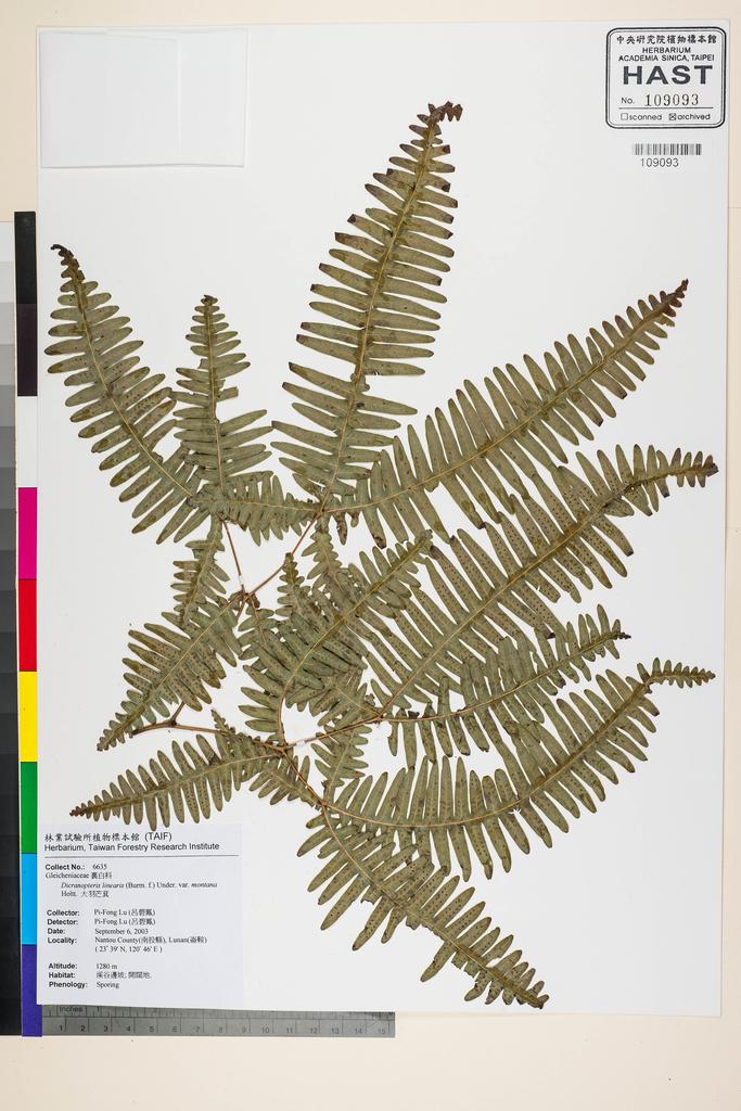 <Unit #58098 Lu, Pi-Fong | 呂碧鳳 | 6635:: | Dicranopteris linearis (Burm. f.) Underw. var. montana Holtt.>