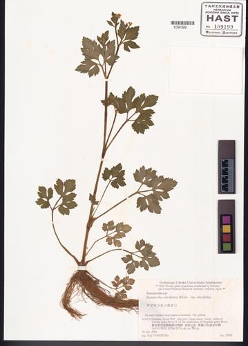 Ranunculus silerifolius H. Lév. var. silerifolius