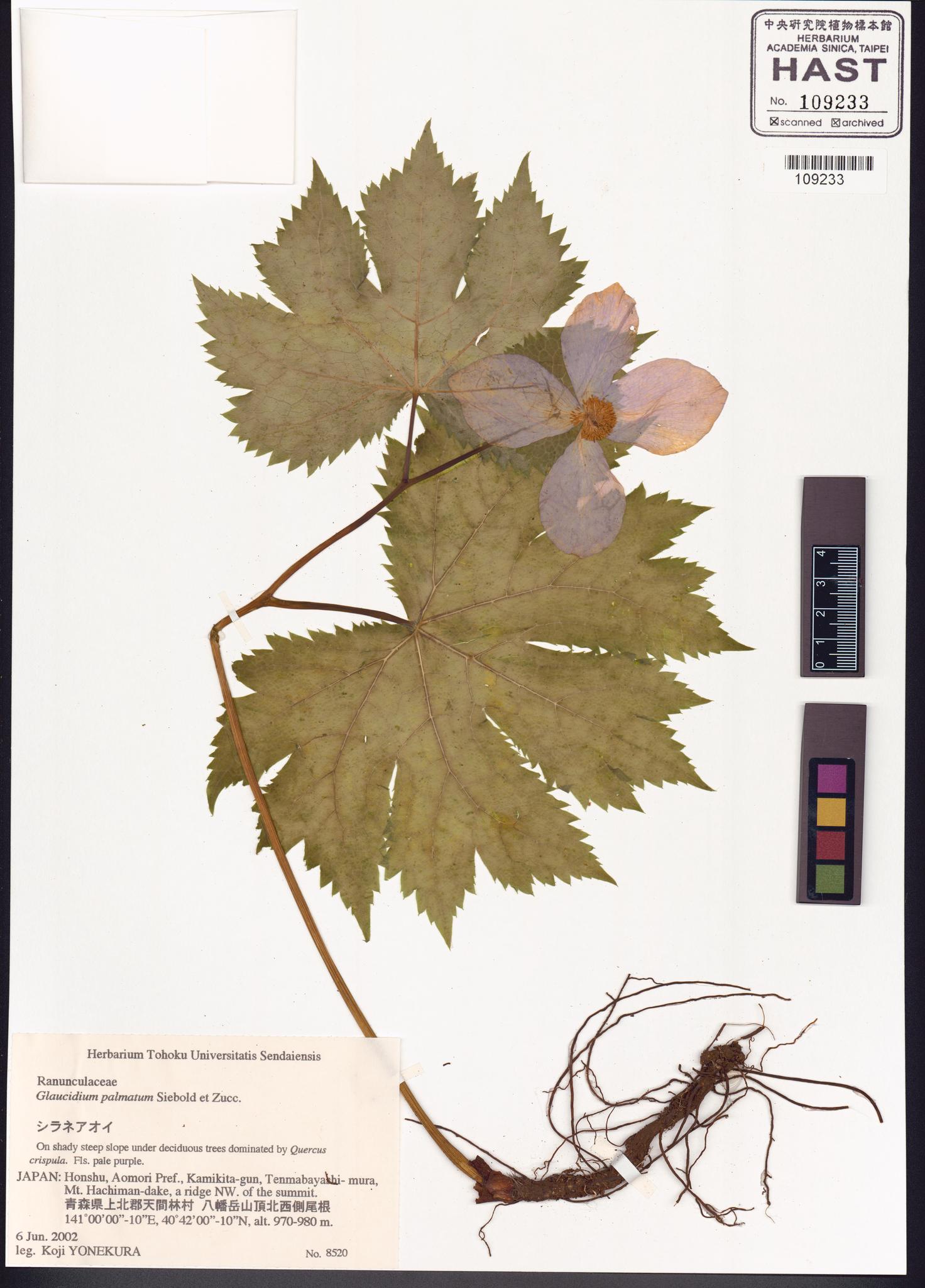 Sample image for viewer