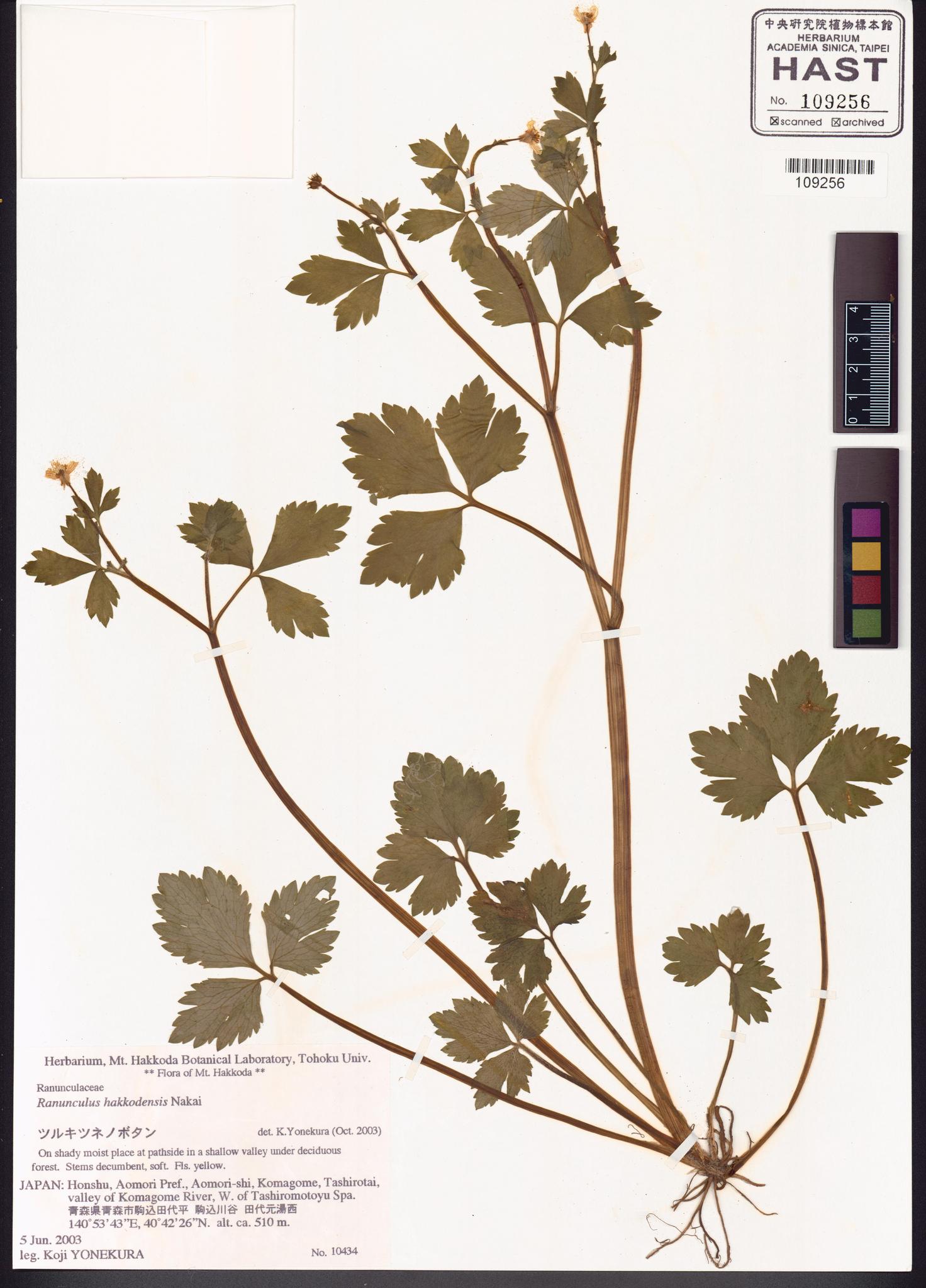 Sample image for viewer