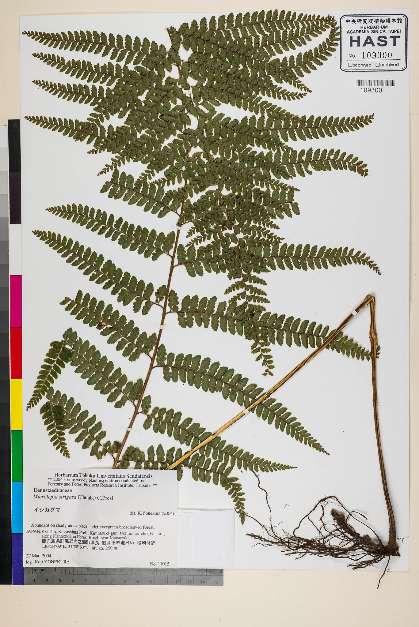 Sample image for viewer