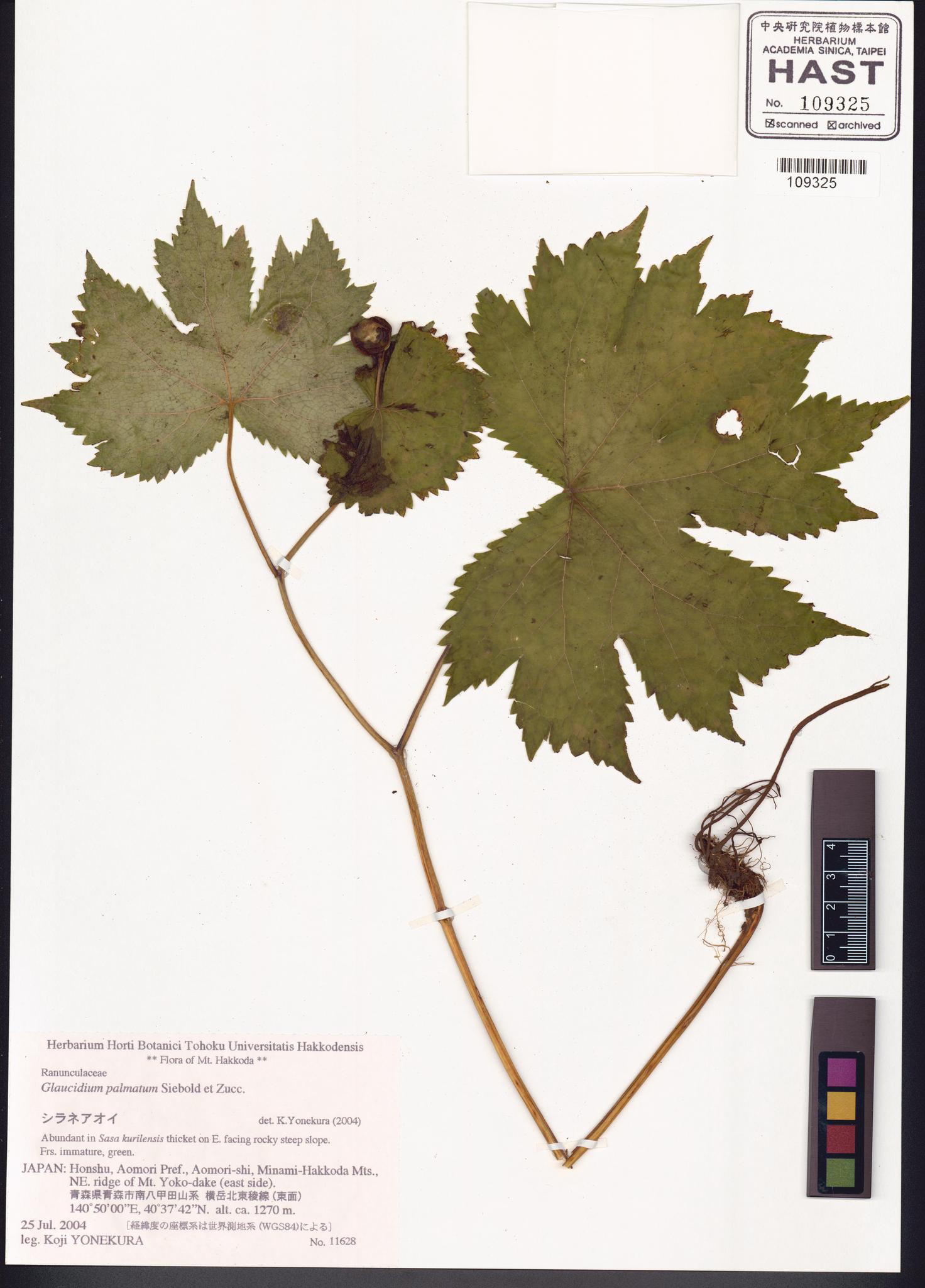 Sample image for viewer