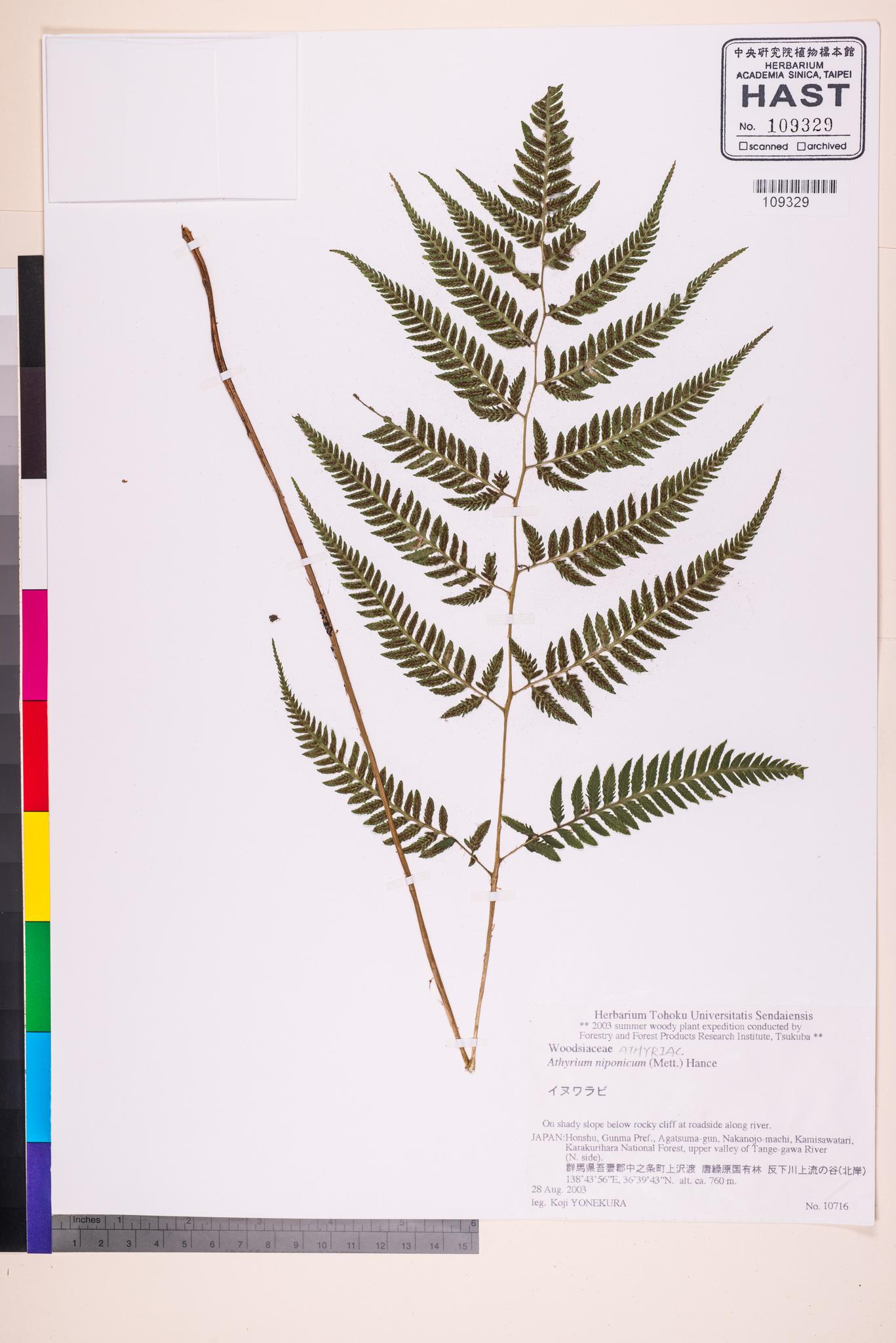 Sample image for viewer